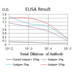 Ras-Related Protein Rap-1A (RAP1A) Antibody