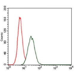 Ras-Related Protein Rap-1A (RAP1A) Antibody