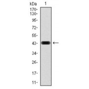 Western blot analysis using RAP1A antibody against human RAP1A (AA: 28-180) recombinant protein. (Expected MW is 21 kDa).