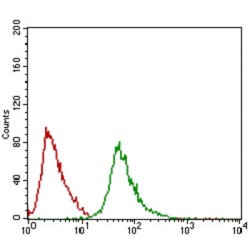 E3 Ubiquitin-Protein Ligase RING1 (RING1) Antibody