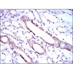 Ribosomal Protein L18A (RPL18A) Antibody