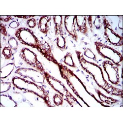 Ribosomal Protein L18A (RPL18A) Antibody
