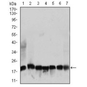 Western blot analysis using RPL18A antibody against human RPL18A recombinant protein. (Expected MW is 40.5 kDa).