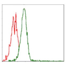 Ribosomal Protein S6 Kinase Beta 1 (RPS6KB1) Antibody