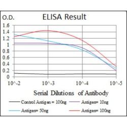 Runt Related Transcription Factor 3 (RUNX3) Antibody