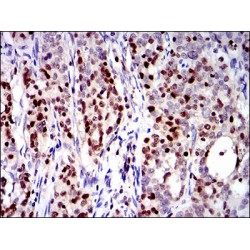 Runt Related Transcription Factor 3 (RUNX3) Antibody