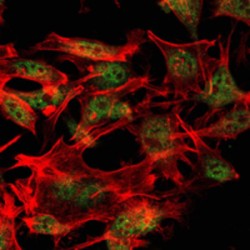 SET Domain Bifurcated 1 (SETDB1) Antibody