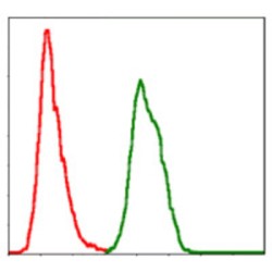 S-Phase Kinase Associated Protein 1 (SKP1) Antibody