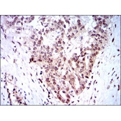 S-Phase Kinase Associated Protein 1 (SKP1) Antibody