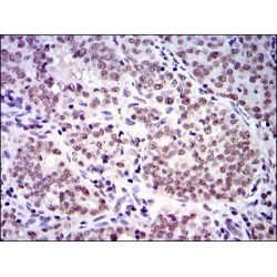 S-Phase Kinase Associated Protein 1 (SKP1) Antibody