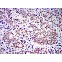 S-Phase Kinase Associated Protein 1 (SKP1) Antibody