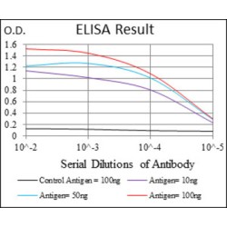 Fatty Acid Transport Protein 2 (SLC27A2) Antibody