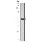 Western blot analysis using SMAD2 antibody against human SMAD2 (AA: 20-254) recombinant protein. (Expected MW is 52.2 kDa).