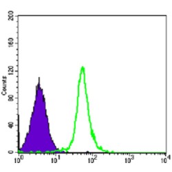 Structural Maintenance of Chromosomes Protein 1A (SMC1) Antibody