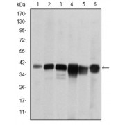 Western blot analysis using SMN1 antibody against RAJI (1), Cos7 (2), Jurkat (3), K562 (4), Hela (5) and HepG2 (6) cell lysate.