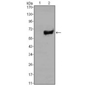 Western blot analysis using SOX2 antibody against HEK293 (1) and SOX2 (AA: 2-317) -hIgGFc transfected HEK293 (2) cell lysate.
