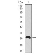 Western blot analysis using Splunc2 antibody against human Splunc2 recombinant protein. (Expected MW is 27.6 kDa).