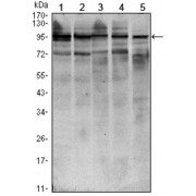 Western blot analysis using STAT6 antibody against HEK293 (1), NIH/3T3 (2), MCF-7 (3), Raw246.7 (4) and PC-12 (5) cell lysate.