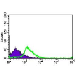 Transforming Growth Factor Beta Receptor 3 (TGFBR3) Antibody