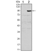 Western blot analysis using TNFRSF11B antibody against HEK293 (1) and TNFRSF11B (AA: 22-401) -hIgGFc transfected HEK293 (2) cell lysate.