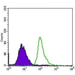 Tumor Protein P53 Binding Protein 1 (TP53BP1) Antibody