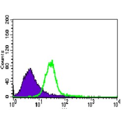 TRAF-Type Zinc Finger Domain Containing 1 (TRAFD1) Antibody