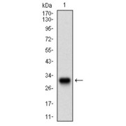 Western blot analysis of extract of Human TWIST1 recombinant protein using TWIST1 antibody.