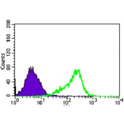 Wolf-Hirschhorn Syndrome Candidate 2 Protein (WHSC2) Antibody