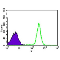 Wolf-Hirschhorn Syndrome Candidate 2 Protein (WHSC2) Antibody