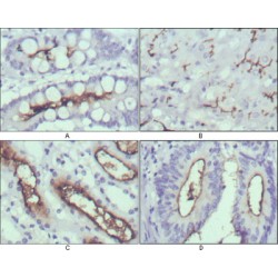 Protein Wnt-10b (WNT10B) Antibody