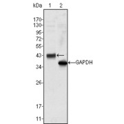Western blot analysis using WNT10B antibody against Hela cell lysate (1).