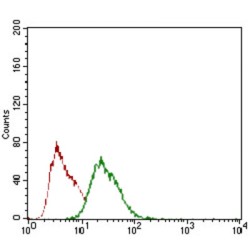 ZFP42 Zinc Finger Protein (ZFP42) Antibody