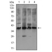 Western blot analysis using ZFP42 antibody against human ZFP42 recombinant protein. (Expected MW is 32.7 kDa).