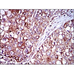 ZFP42 Zinc Finger Protein (ZFP42) Antibody
