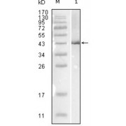 Western blot analysis using Influenza B virus Nucleoprotein antibody against full-length recombinant Influenza B virus Nucleoprotein.