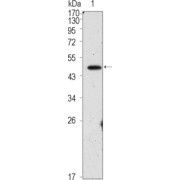 Western blot analysis using OCT4 antibody against PMA treated HepG2 cell lysate (1).