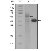 Western blot analysis using PAR4 antibody against full-length Trx-Par4 recombinant protein (1) and Hela cell lysate (2).