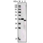 Western blot analysis using SORL1 antibody against truncated SORL1 recombinant protein (1) and SORL1 (aa2159-2214) -hIgGFc transfected CHO-K1 cell lysate (2).