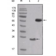 Western blot analysis using SRC antibody against truncated SRC-His recombinant protein (1) and PMA treated THP-1 cell lysate (2).