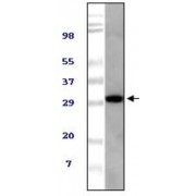 Western blot analysis using TUG antibody against NIH/3T3 cell lysate.