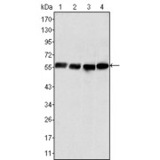 Western blot analysis using Vimentin antibody against Hela (1), COS (2), HEK293 (3) and U20S (4) cell lysate.