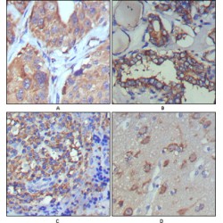 Protein Wnt-5a (WNT5A) Antibody