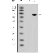 Western blot analysis using WNT5A antibody against HEK293 (1) and WNT5A-hIgGFc transfected HEK293 cell lysate (2).