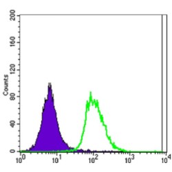 POU Class 5 Homeobox 1 / OCT4 (POU5F1) Antibody