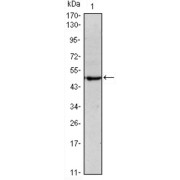 Western blot analysis using Oct4 antibody against NTERA-2 (1) cell lysate.