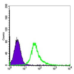 Actin Alpha 2, Smooth Muscle (ACTA2) Antibody