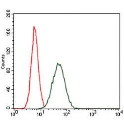 CCAAT/Enhancer Binding Protein Alpha (CEBPA) Antibody