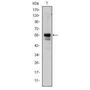 Western blot analysis using RUNX1 antibody against Jurkat cell lysate.