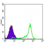 Flow cytometric analysis of 3T3L1 cells using BCL2 antibody (green) and negative control (purple).