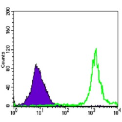 Poly ADP Ribose Polymerase (PARP) Antibody